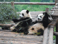 17. Panda China
